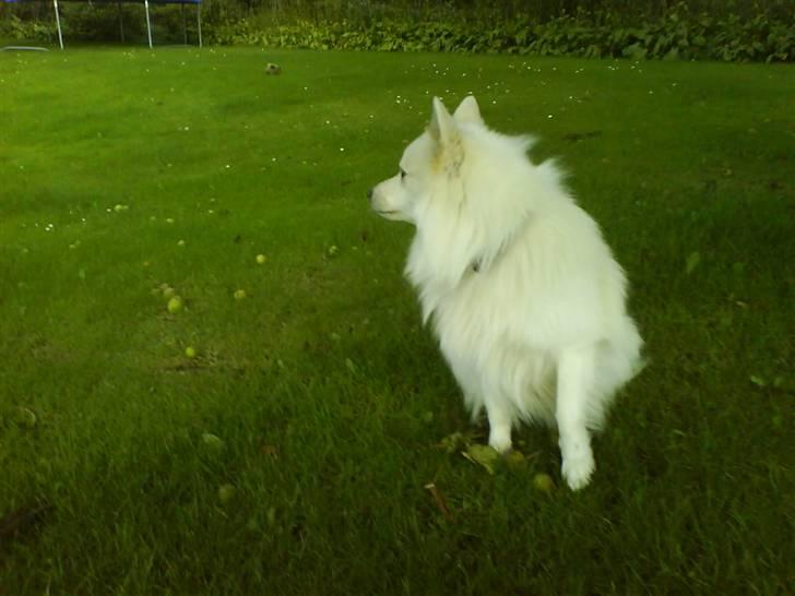 Japansk spids Bongo - det er også Bongo billede 7