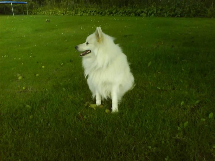 Japansk spids Bongo - det er også bongo billede 9