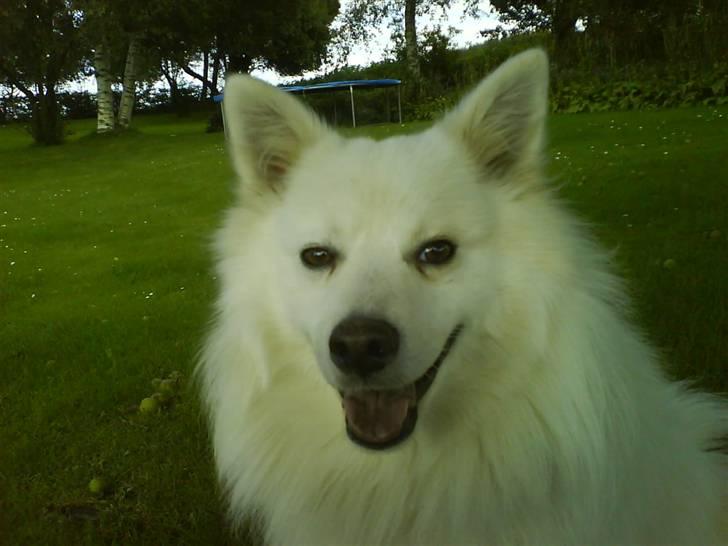 Japansk spids Bongo - det er også bongo billede 10