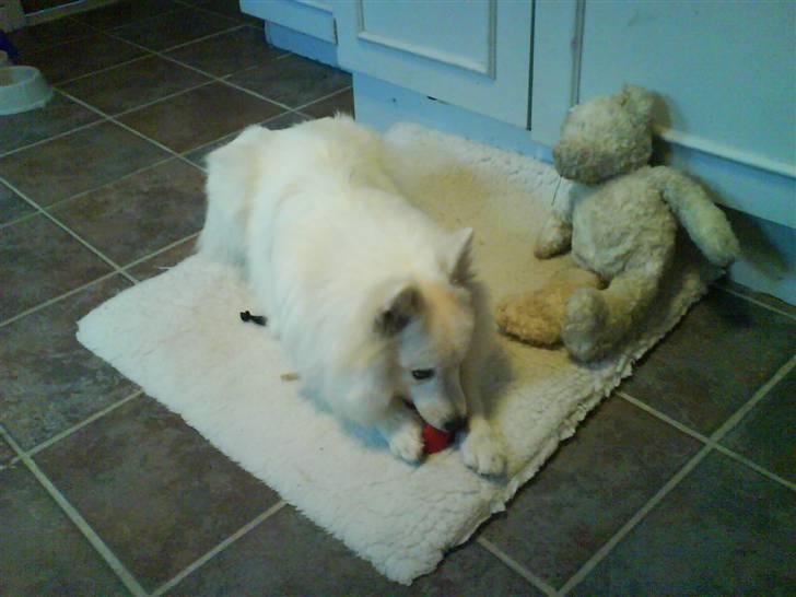 Japansk spids Bongo - det er bongo med en bolde  billede 11