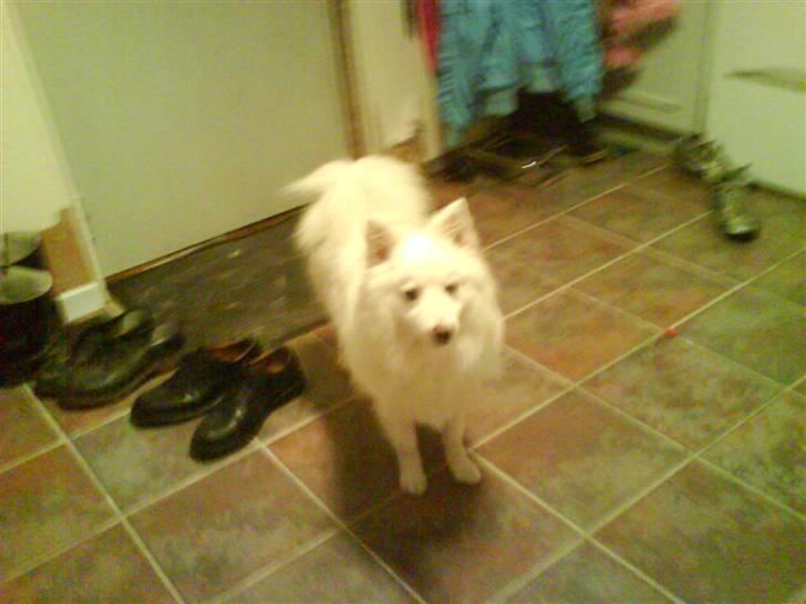 Japansk spids Bongo - det er bongo billede 12