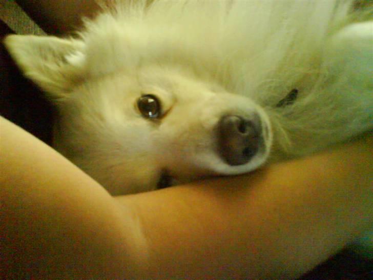 Japansk spids Bongo - det er bongo billede 13