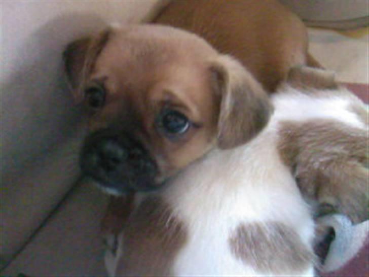 Blanding af racer Vaps R.I.P billede 1