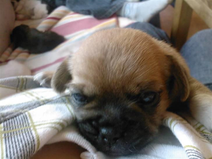 Blanding af racer Vaps R.I.P billede 2