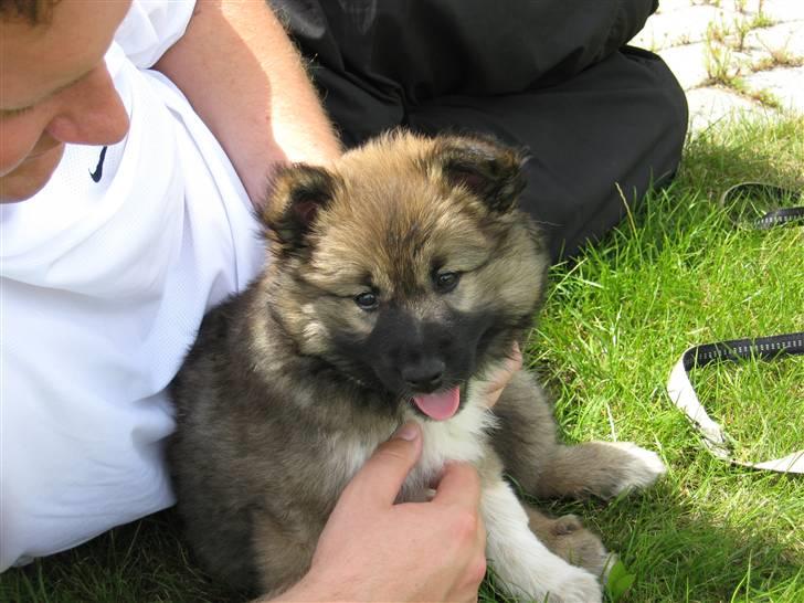 Islandsk fårehund Fála - Fála da vi hentede d. 1. juli 2007 billede 1