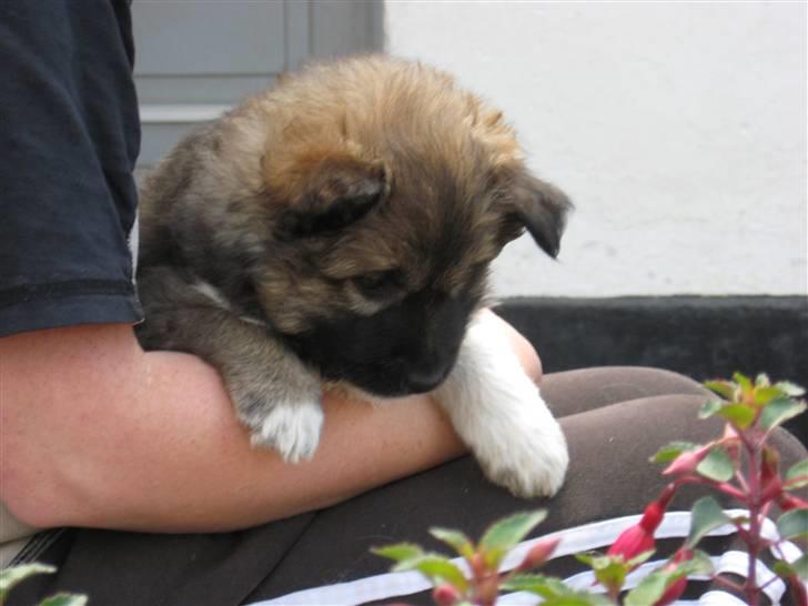 Islandsk fårehund Fála - Fála ca 6 uger billede 2