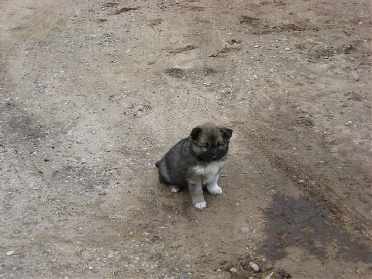 Islandsk fårehund Fála - Fála d. 17. juni 2007 ca 14 dage før vi hentede hende billede 3