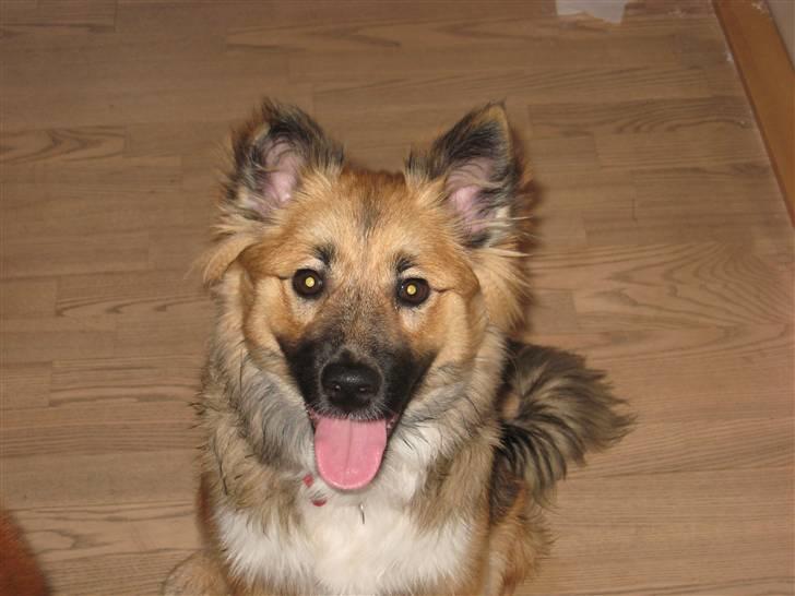 Islandsk fårehund Fála - Fála d. 26. oktober 2007 billede 4