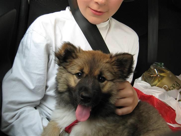 Islandsk fårehund Fála - Fála juli 2007 billede 5