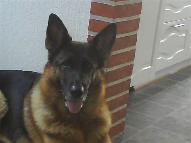 Schæferhund Mitzi billede 3