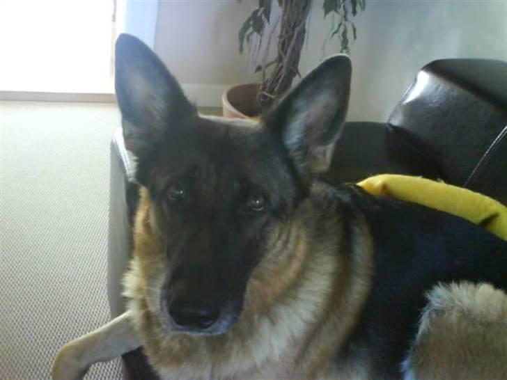 Schæferhund Mitzi billede 4