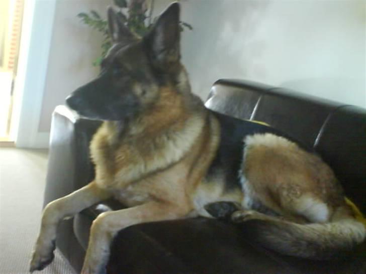 Schæferhund Mitzi billede 5