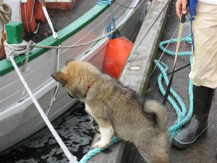 Islandsk fårehund Fála - På Fur var Fála meget facineret af de mange vandmænd der var i vandet på havnen - vi havde godt fast i hendes snor... billede 6