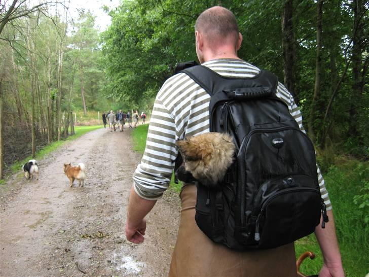 Islandsk fårehund Fála - Fála var med på vores vandretur Fur rundt d. 14. juli 2007. Da hendes små ben ikke kunne mere endte hun i rygsækken billede 7