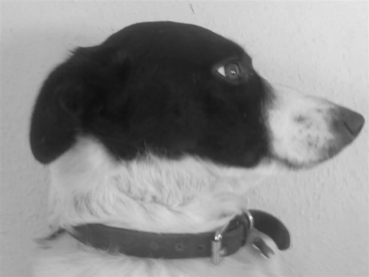 Border collie Myra <33  - Mylle er anholdt (; ;D billede 8