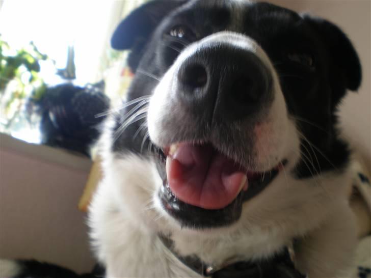 Border collie Myra <33  - J E G E LS K E R M Y R A <3 billede 9