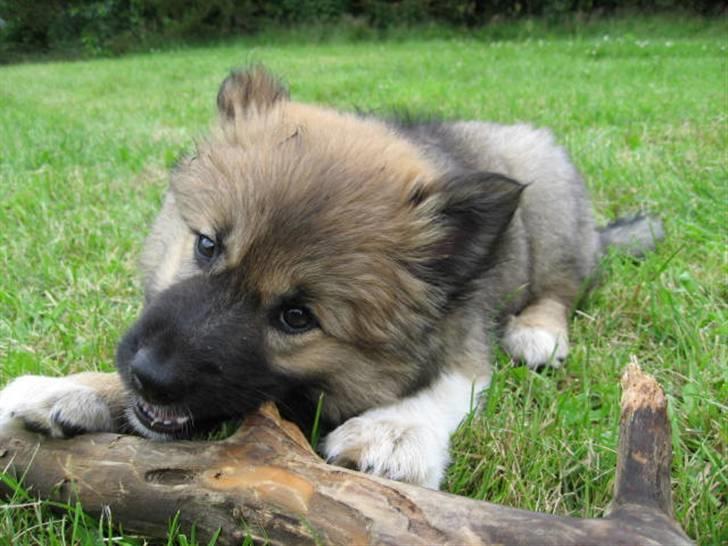 Islandsk fårehund Fála - Fála spiser pind i Østerhurup d. 13. juni 2007 billede 8