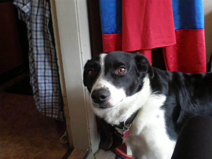 Border collie Myra <33  - Baby <3  billede 10