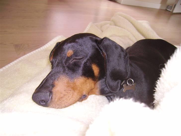 Dobermann Dina (Demi More) R.I.P. - Kan du ikke bare lade mig sove billede 12