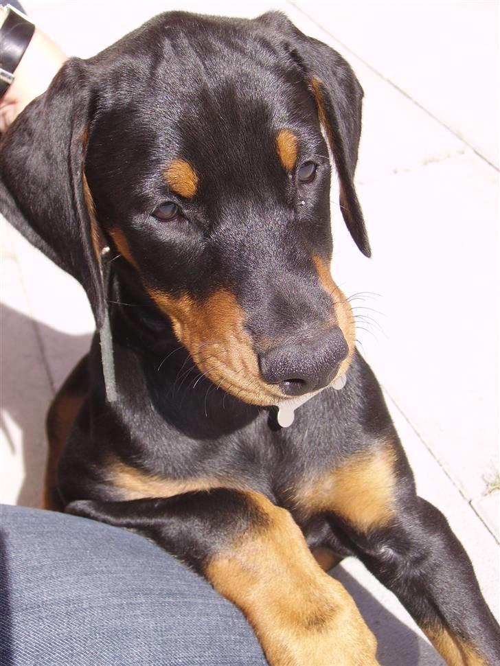 Dobermann Dina (Demi More) R.I.P. - ligger lige på mors ben og holder øje med naboen billede 13