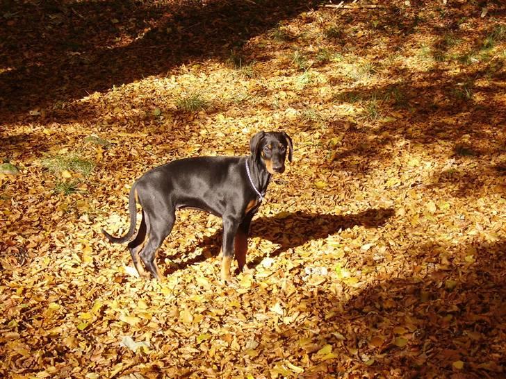 Dobermann Dina (Demi More) R.I.P. - Tager du nu billeder igen mor billede 14