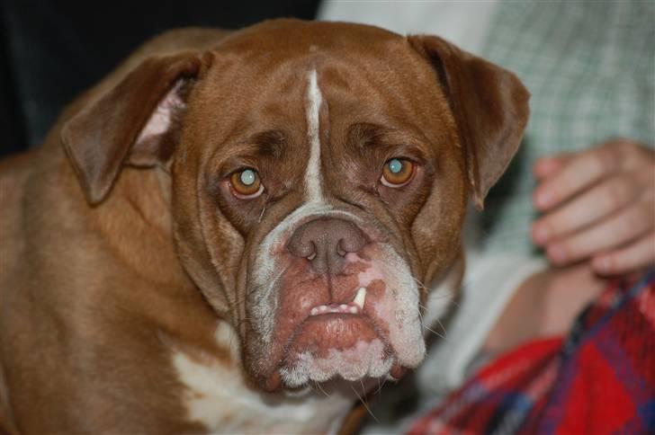 Renascence Bulldogge Brown Sugar  billede 1