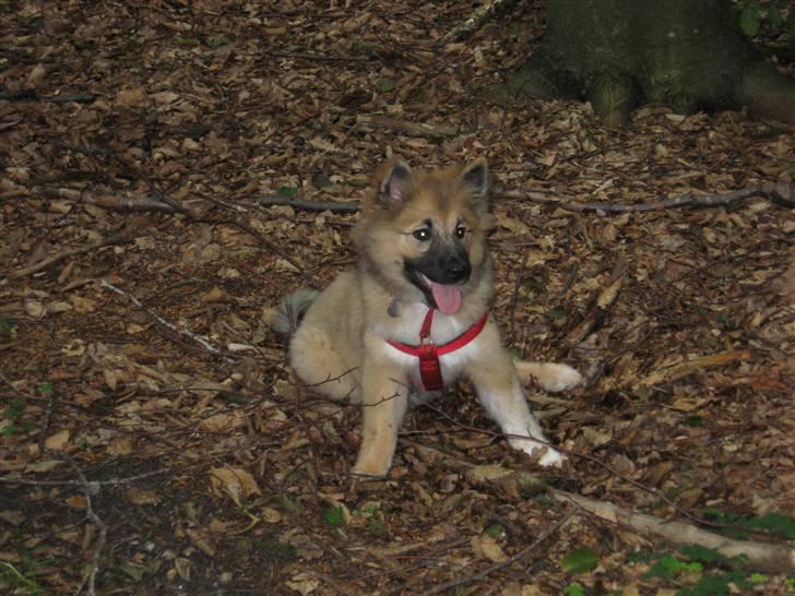 Islandsk fårehund Fála - Fála i Dollerup bakker September 2007 billede 9