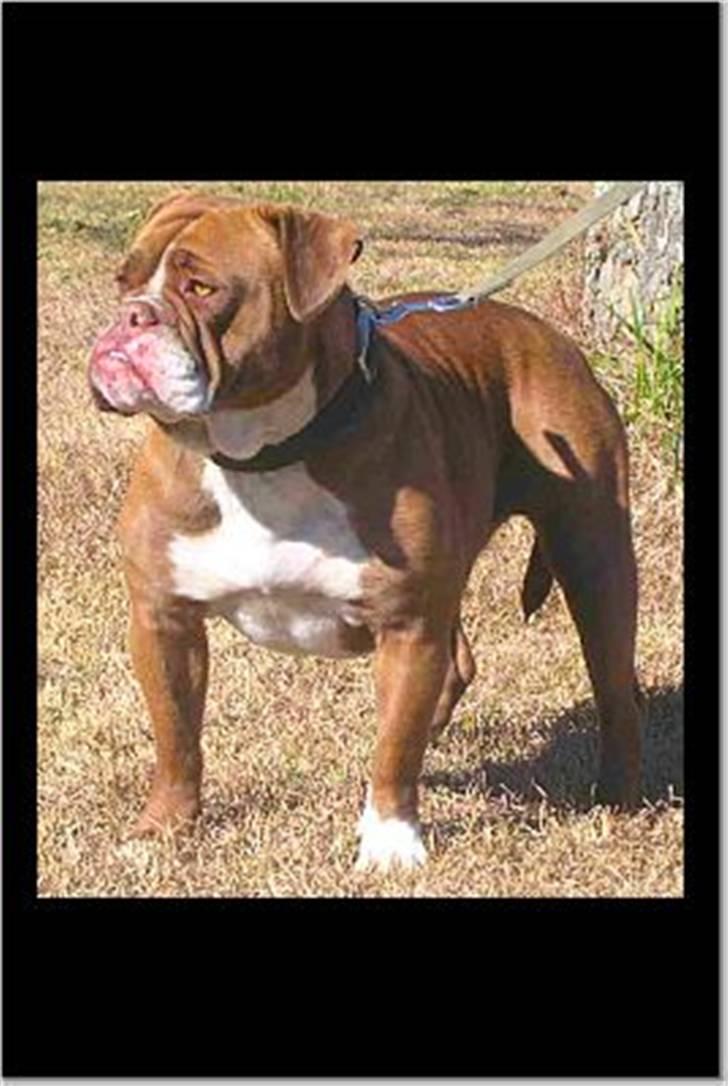 Renascence Bulldogge Brown Sugar  billede 2