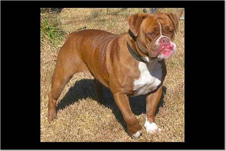 Renascence Bulldogge Brown Sugar  billede 4