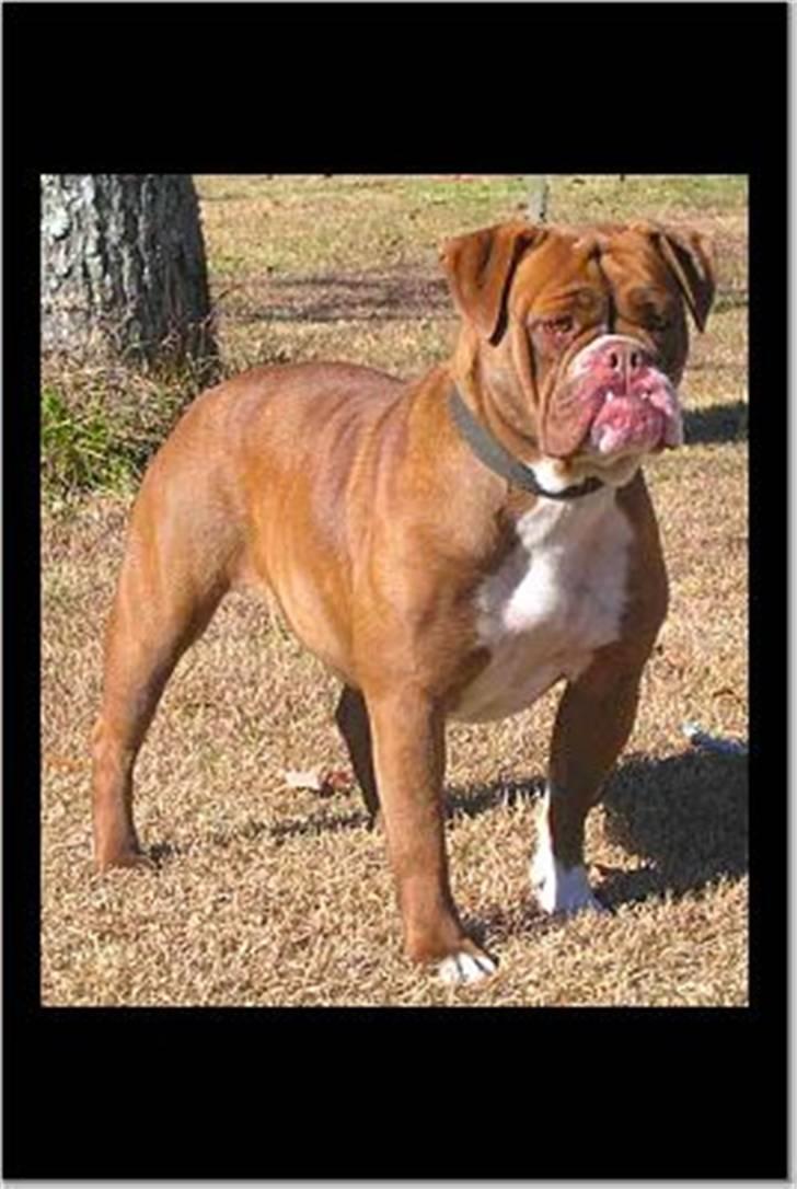 Renascence Bulldogge Brown Sugar  billede 5