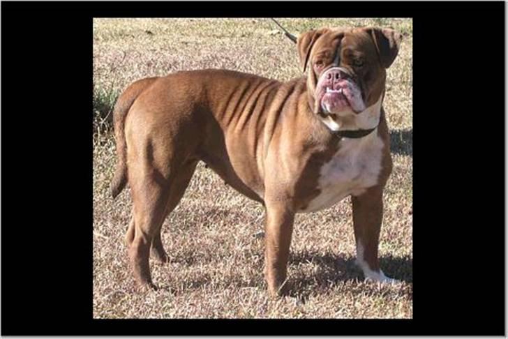 Renascence Bulldogge Brown Sugar  billede 6