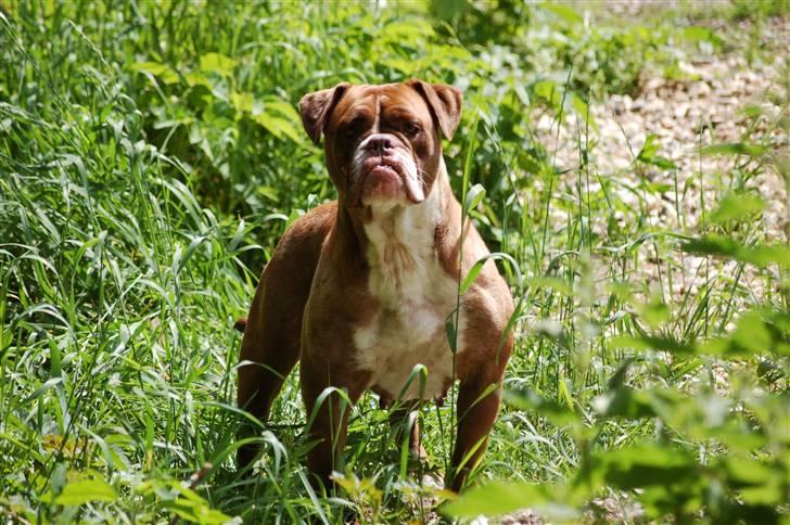 Renascence Bulldogge Brown Sugar  billede 7