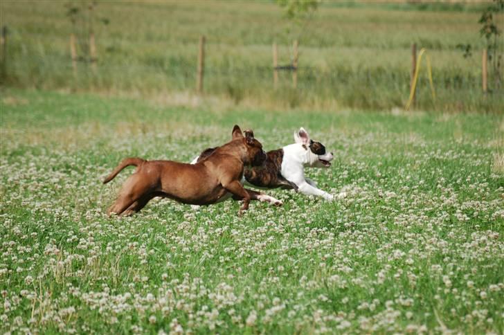 Renascence Bulldogge Brown Sugar  - sugar løber omkap med keyla (amerikansk bulldog hvalp) billede 8