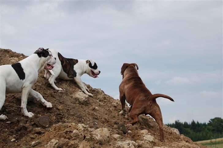Renascence Bulldogge Brown Sugar  - sugar og to ambull. hvalpe Keyla t.h. og Bigben t.v. billede 9