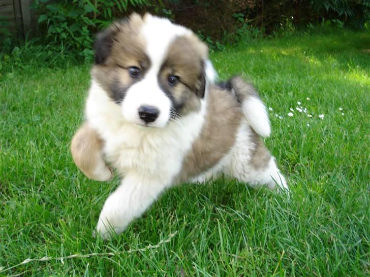 Amerikansk bulldog Chanell billede 11