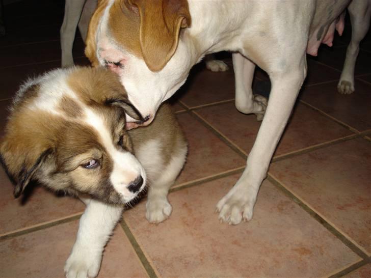 Amerikansk bulldog Chanell billede 12