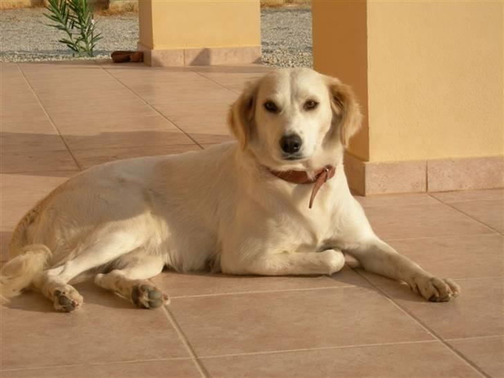 Blanding af racer Honey - honey på kreta billede 1