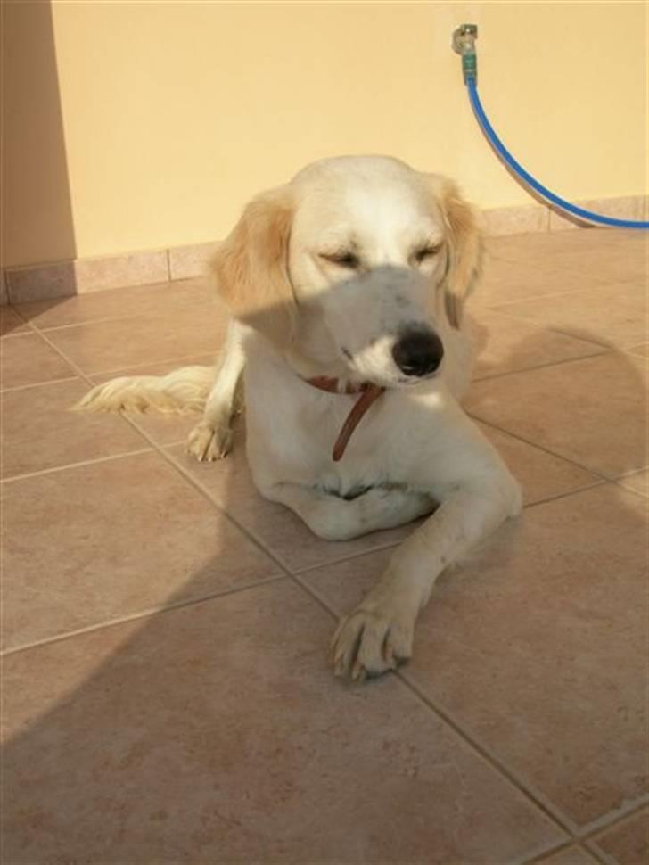 Blanding af racer Honey billede 2