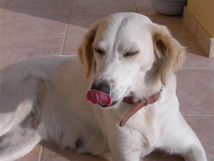 Blanding af racer Honey billede 3