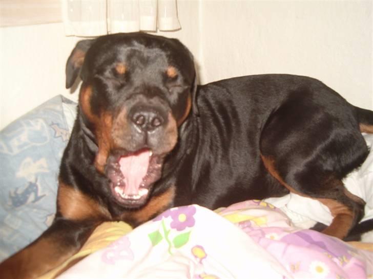 Rottweiler Rox *Solgt*  - Åh at putte i mors seng.. med TØSE sengetøj. ew billede 14