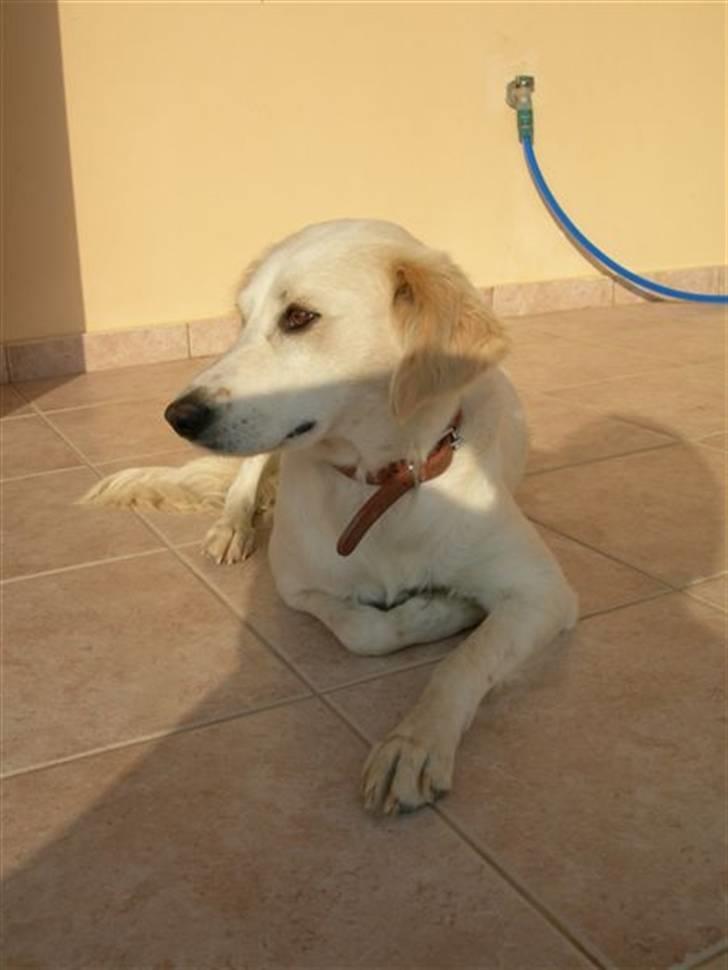 Blanding af racer Honey billede 4