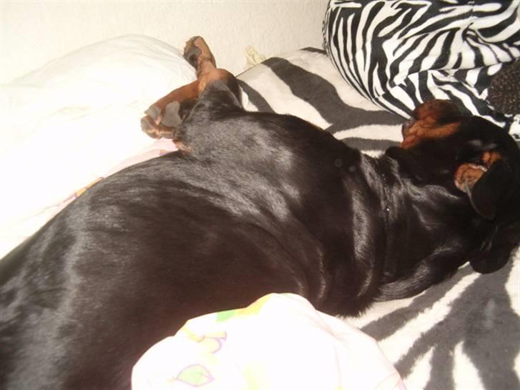 Rottweiler Rox *Solgt*  - Snork snork. der er nogen der er dyneglad. billede 15