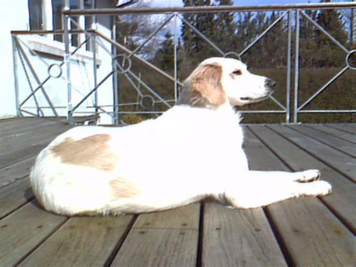 Blanding af racer Honey - hygge på terassen (: en dejlig varm forårsdag billede 6