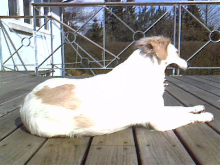 Blanding af racer Honey - gaab honey er træt! billede 7