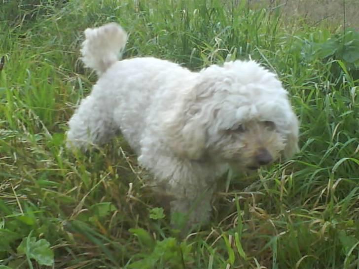 Mellempuddel Rosa billede 2