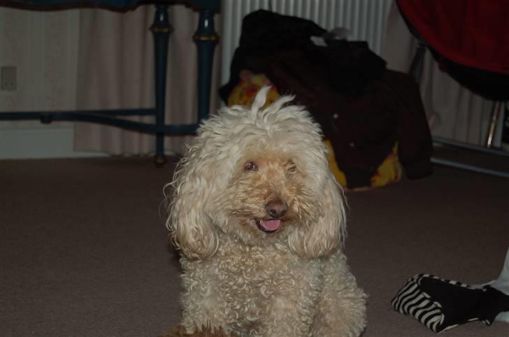 Mellempuddel Rosa billede 3