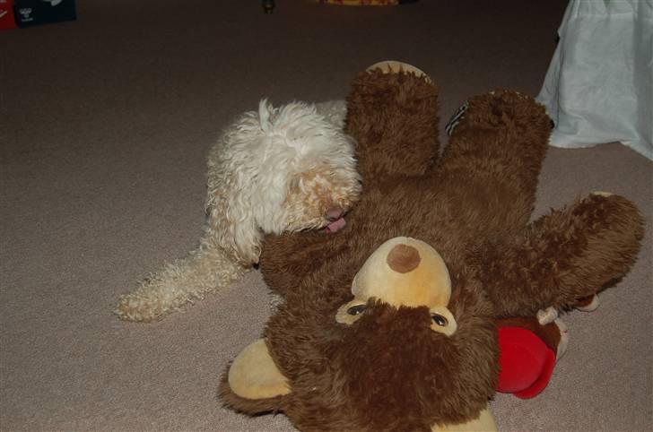 Mellempuddel Rosa billede 4