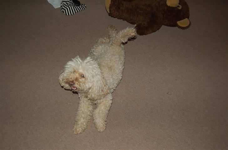 Mellempuddel Rosa billede 5