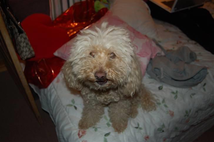 Mellempuddel Rosa billede 6