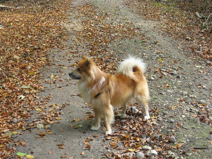 Islandsk fårehund Bassi - Præmiehunden Bassi på Skovtur ved Vedbæk d. 16. oktober 2007 billede 14